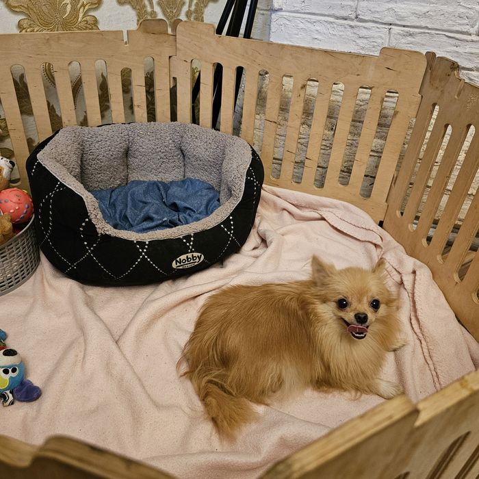 Дівчинка міні шпиц за супер ціною