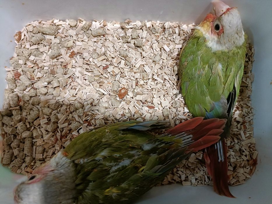 Casal de pyrruras pineapples