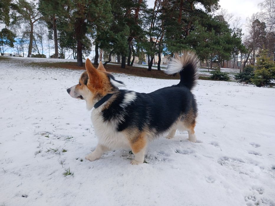 Мальчик Вельш-Корги для вязки