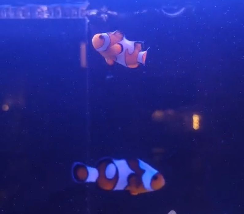 Peixes palhaços Gladiatores