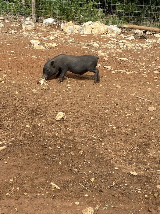 Porquinhos vietnamitas - mini pigs