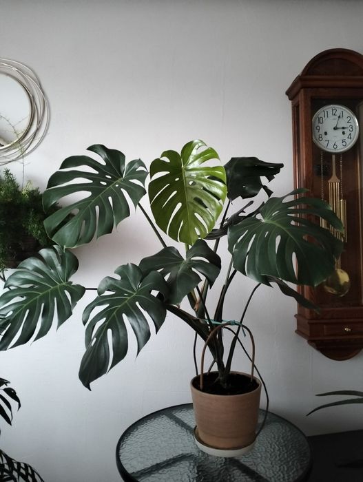 Zdrowa Monstera w doniczce duże liście 90 cm
