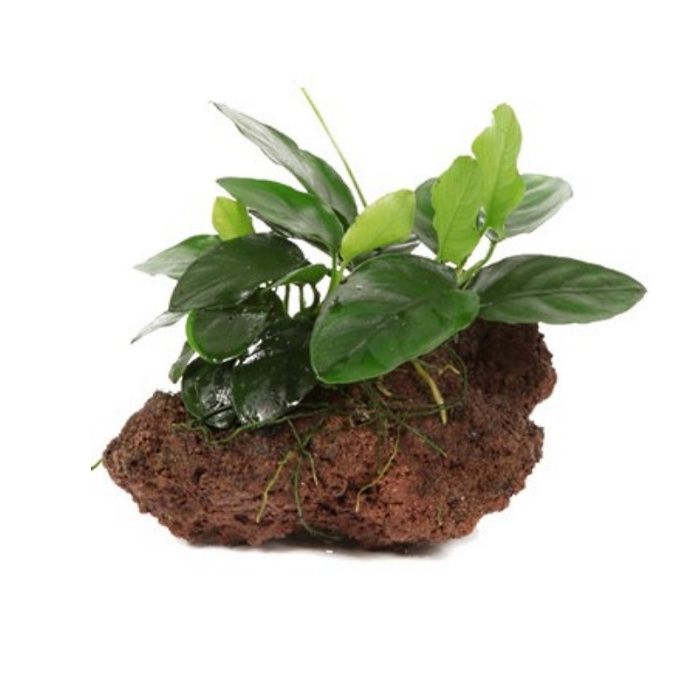 Anubia Barteri nana - Planta Aquática