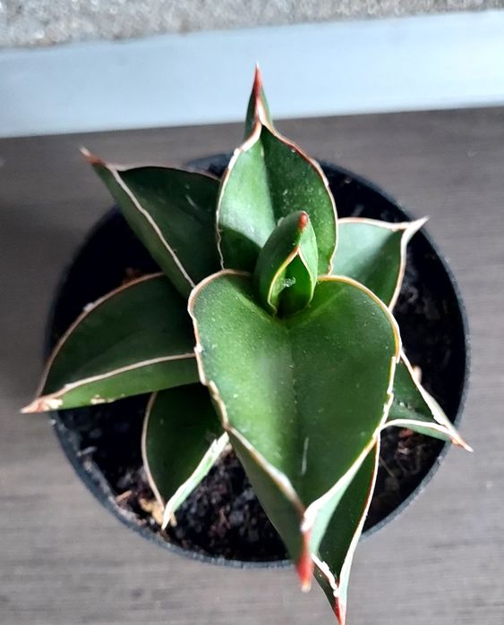 Sansevieria Samuraj