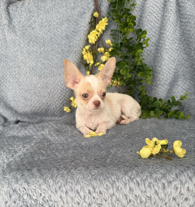 Excelente menino mini Chihuahua/Chiuaua Cabeça de Maça,Qualidad