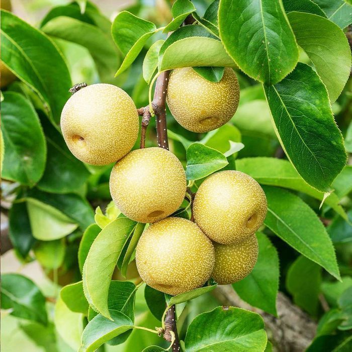 Саджанці азіатської груші ОПТ–Роздріб / Саженцы азиатской груши ОПТ