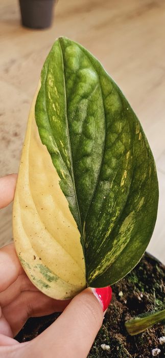 Monstera karstenanium peru variegata ukorzeniona pędówka