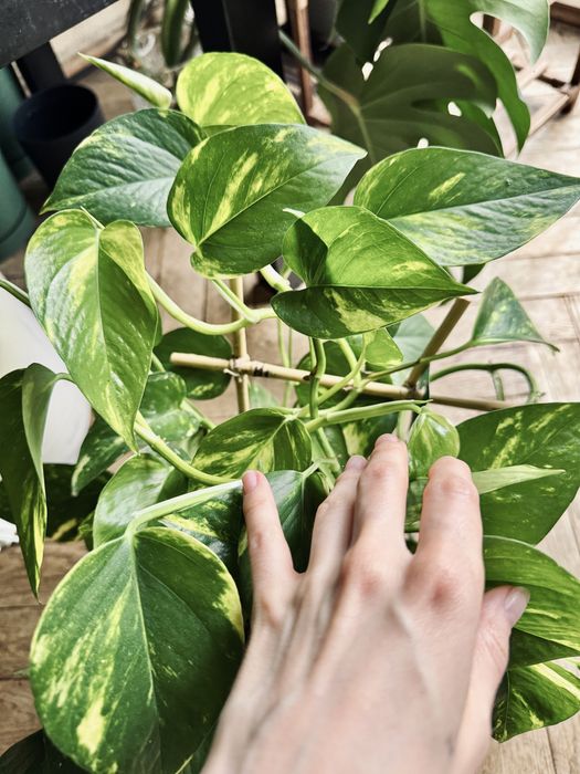 Epipremnum aureum