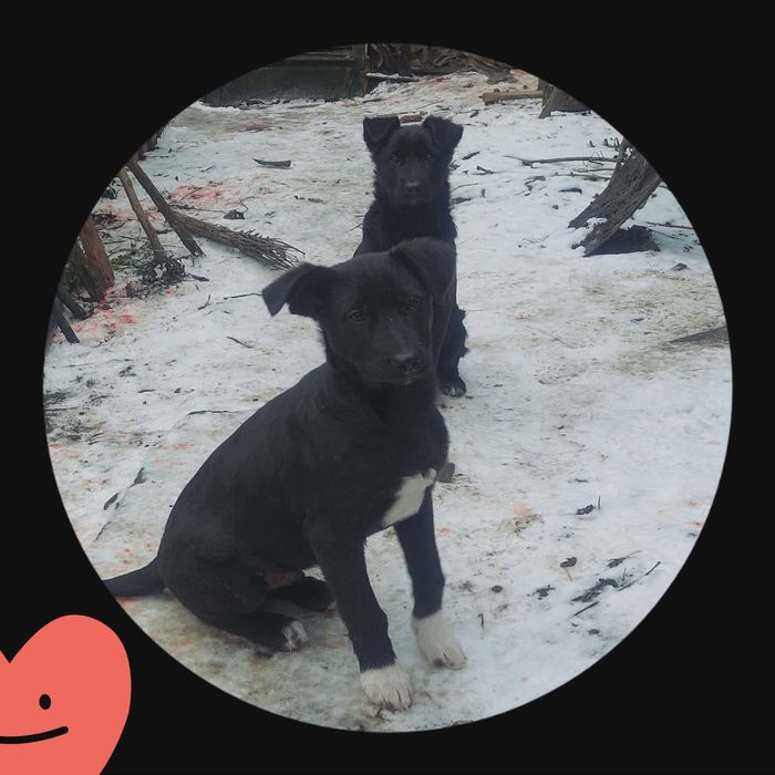 Крупні щенята в добрі руки