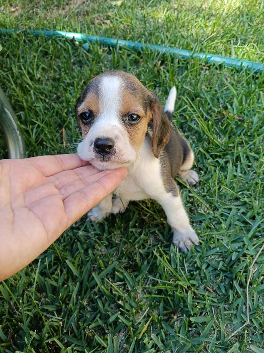 Beagles macho lindo