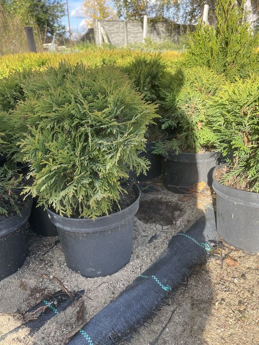 Sprzedam Th Danica  25-35 cm