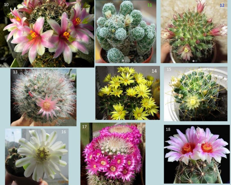 Кактуси, сукуленти для флораріума, мамілярія, гімнокаліціум