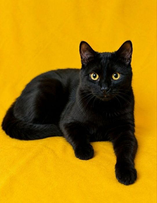 Харьков! Котенок ищет дом!