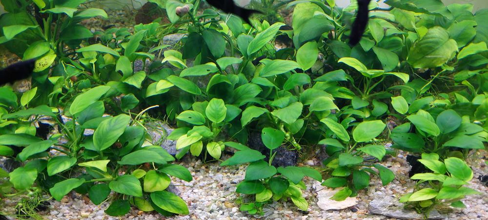 Anubias Bacterii Nana