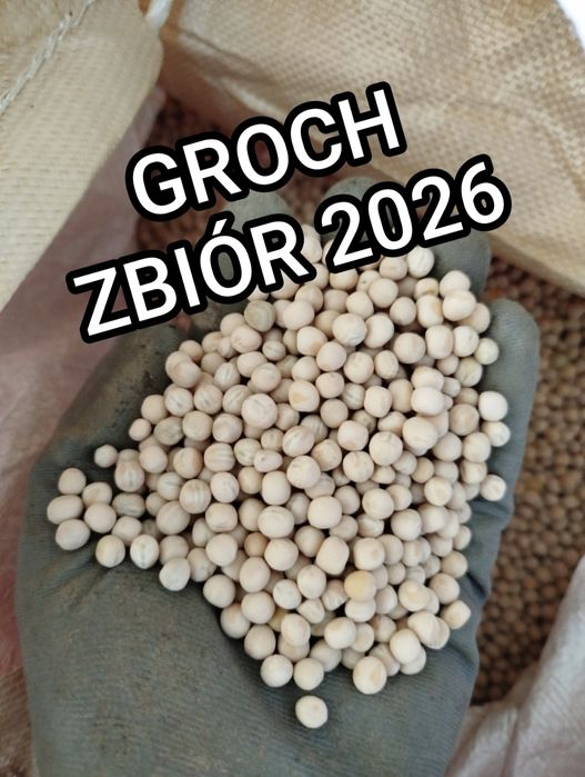 GROCH ładny oczyszczony zbiór 2026