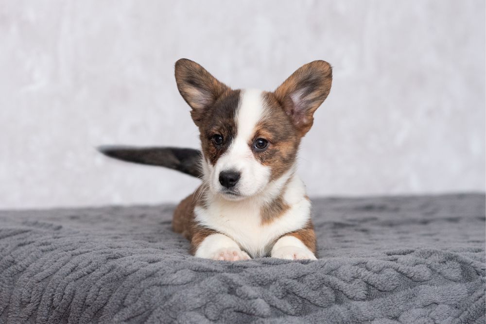 Прекрасні цуценята породи вельш коргі кардиган