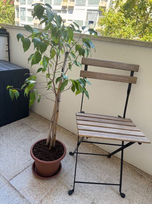 Ficus Benjamina + Philodendron — Plantas em vaso | Conjunto ou separado