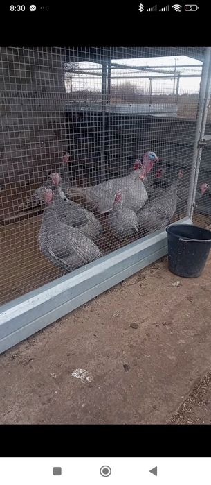 Індики породи голубі аспідні.