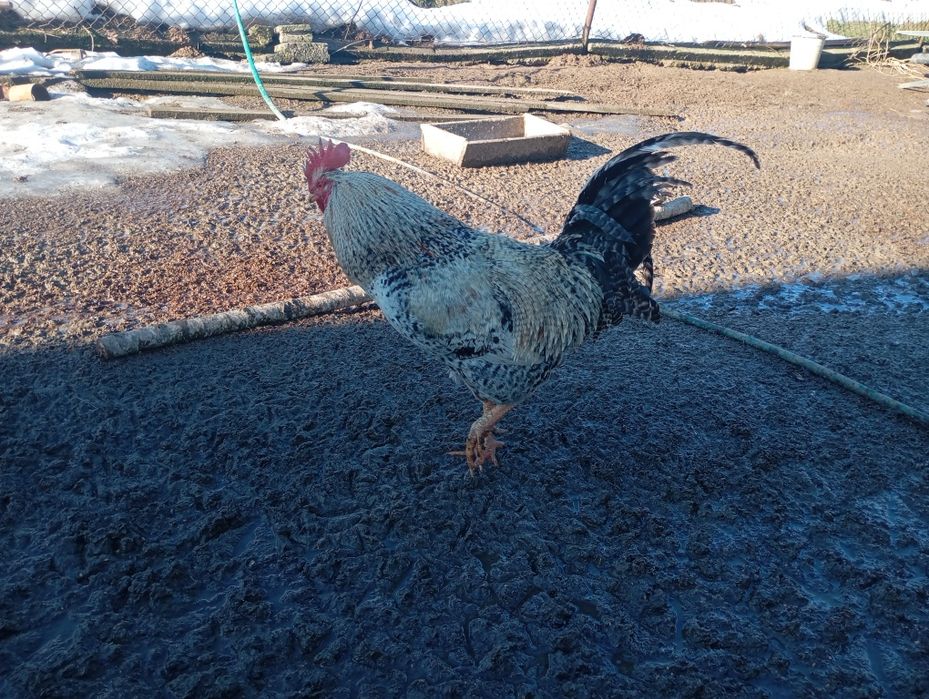 Kaczki francuskie staropolskie pekiny