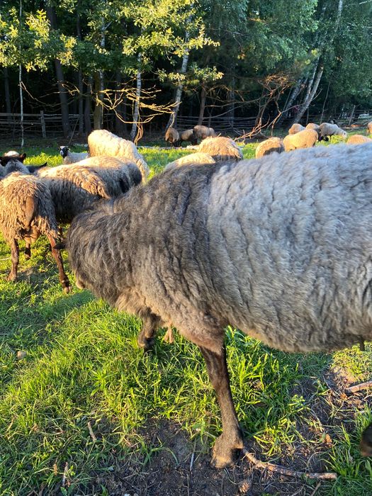 Барани та вівці для розводу