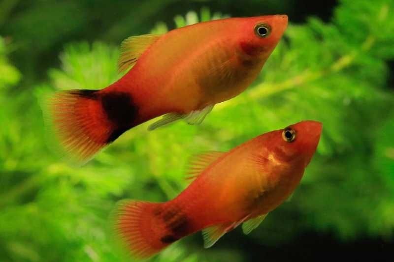 Zmienniak plamisty - Platka - Platynka - ODMIANA SUNSET MICKEY - dowóz