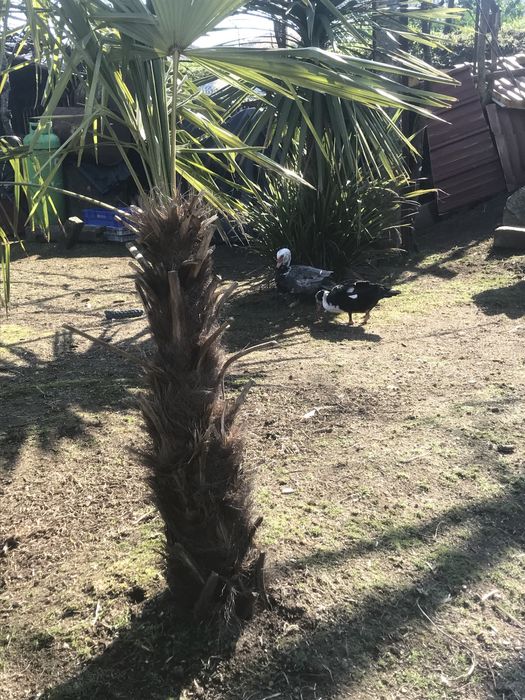 Patos mudos grandes criados ao ar livre