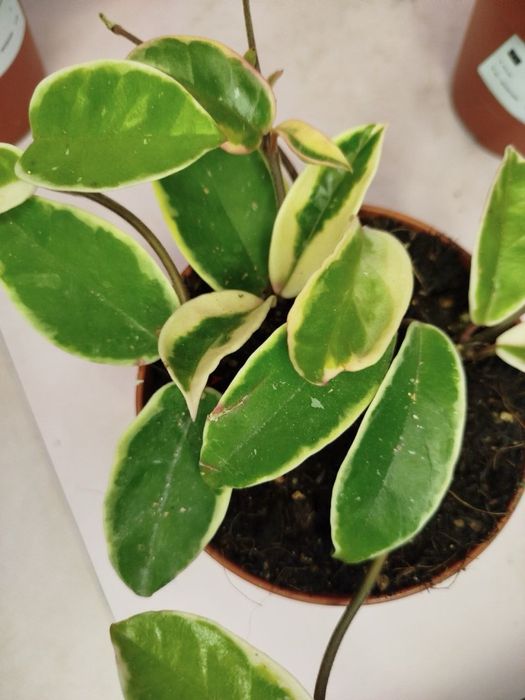 Антуріум,селагінела,хойя,драцена,шефлера,каланхоє