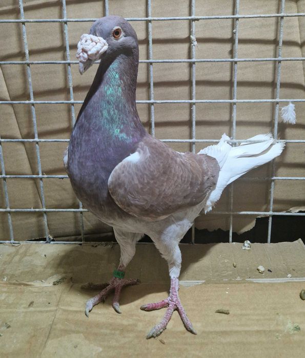 Gołębie staropolski