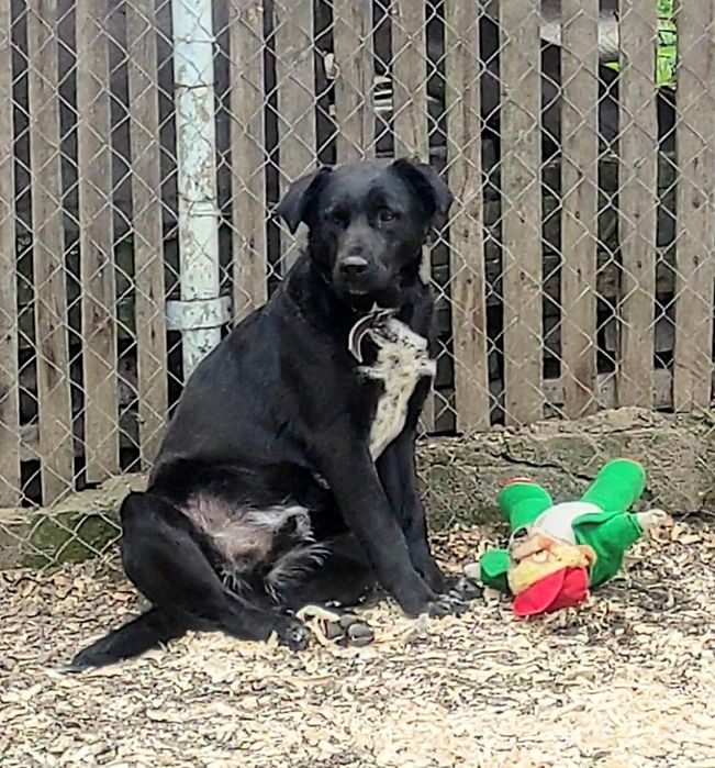 Віддам в добрі руки. Хлопчик