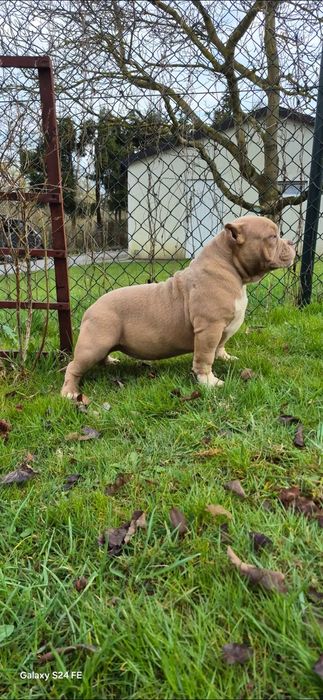 American bully abkc