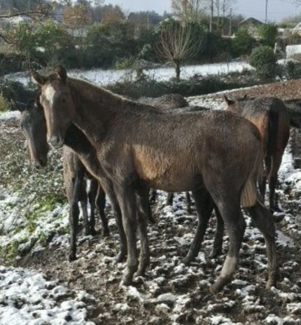 Vendo poldra PSL com 8meses