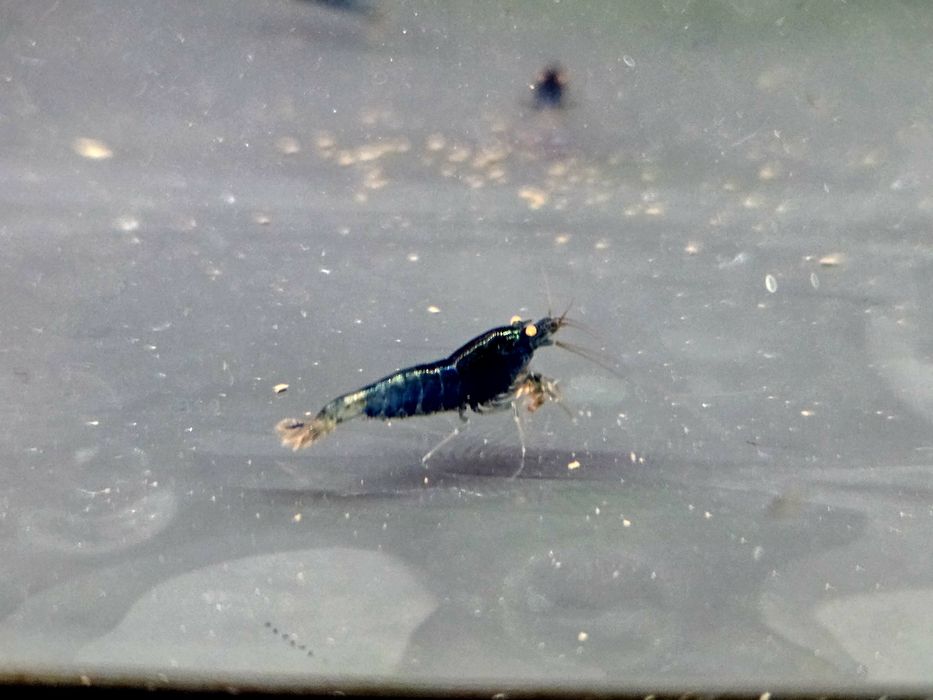 Krewetka caridina Blue devil orange eye
