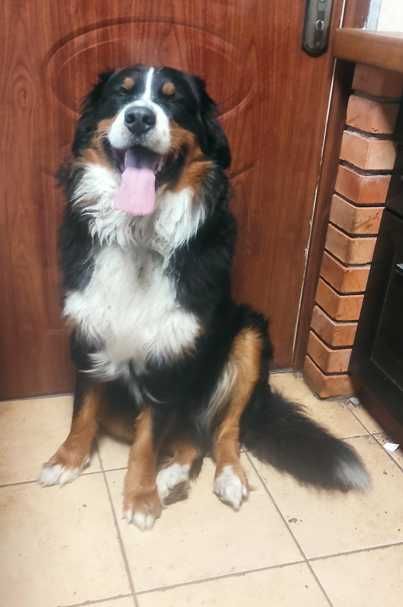 berneński pies pasterski piesek szczeniak szczenię berneńczyk rodowód