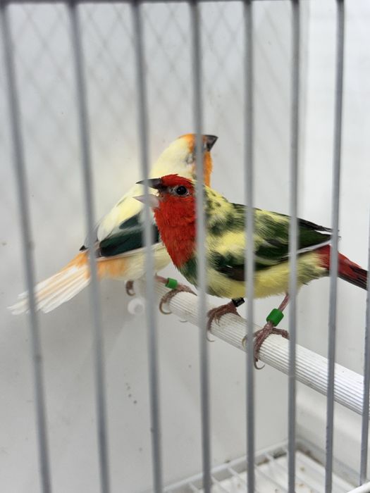 Diamantes papagaio aves 2025