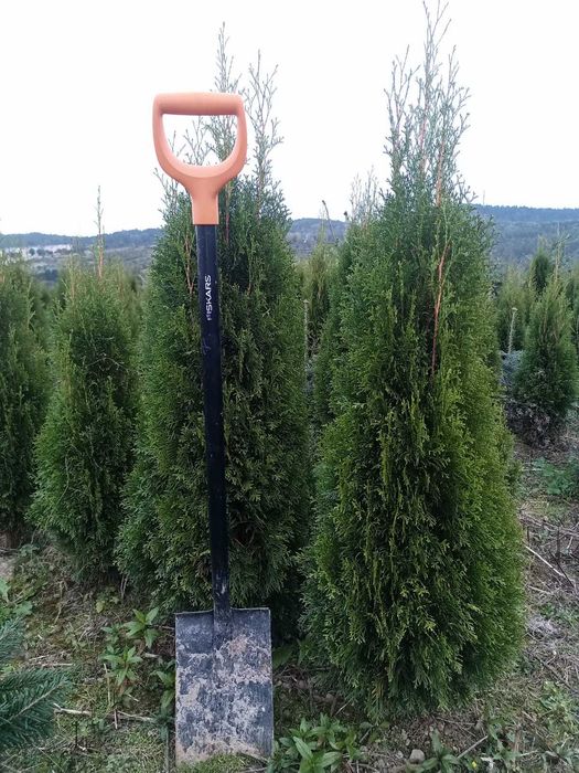 Thuje szmaragd wys. 150 cm - likwidacja szkółki
