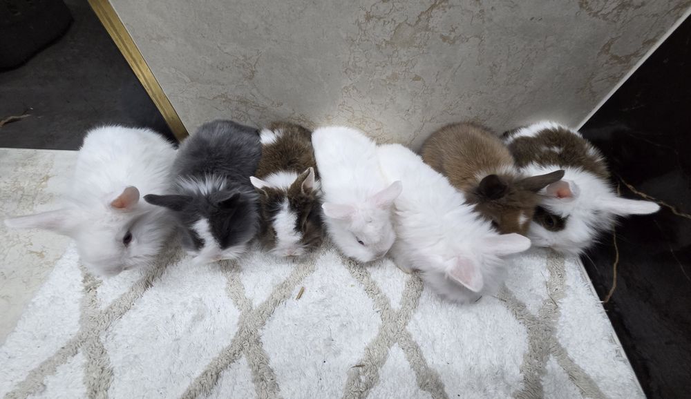 Króliczki karzełki