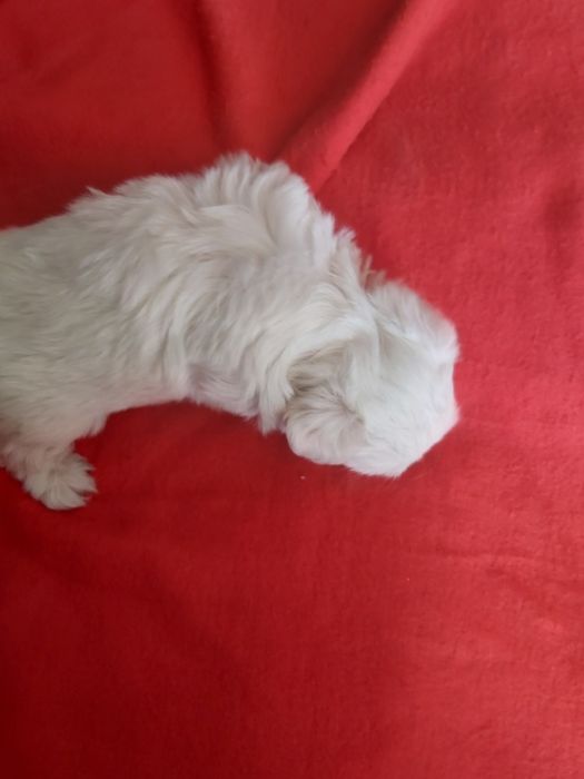 Bichon maltês  todo branco