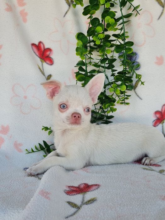 Excecional menino mini Chihuahua/Chiuaua,Qualidade, LinhagemRussa