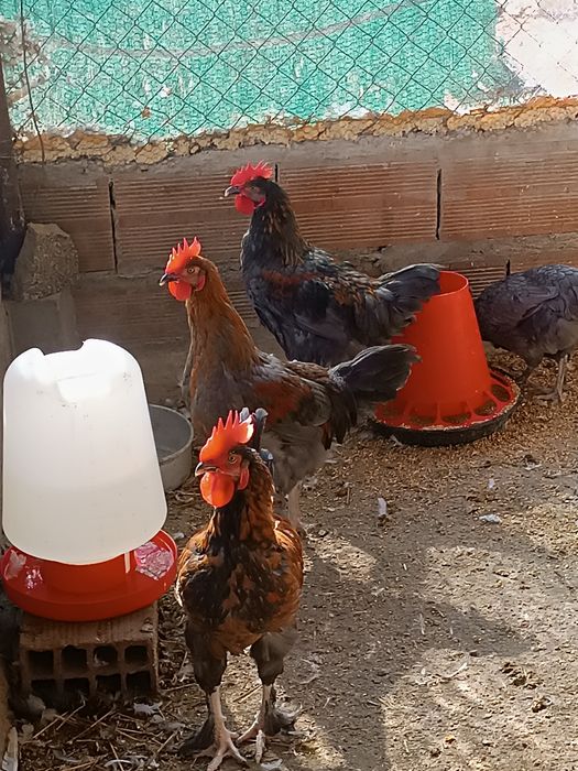 Galos Marans para mudar de capoeira