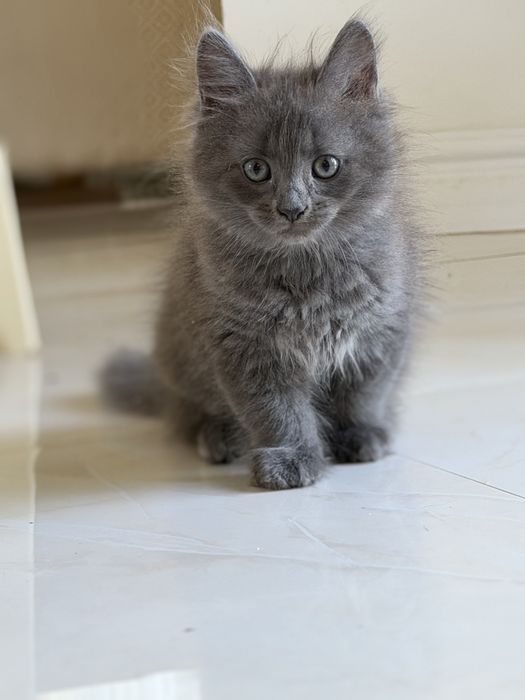 Кошенята дуже гарні