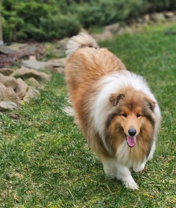 Owczarek Szkocki długowłosy szczeniak piesek