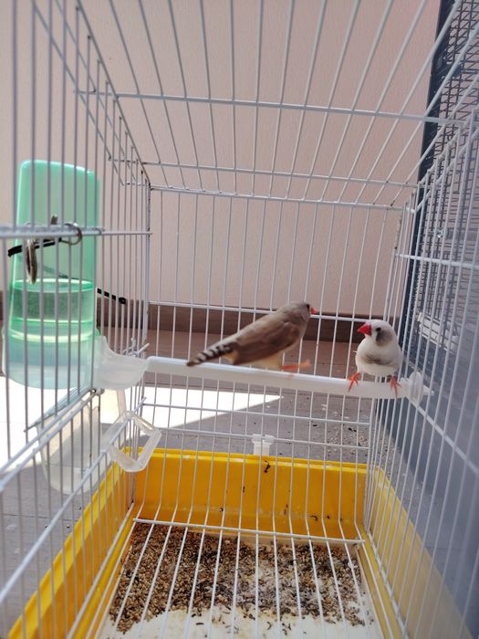 Diamante Mandarim (Casal)