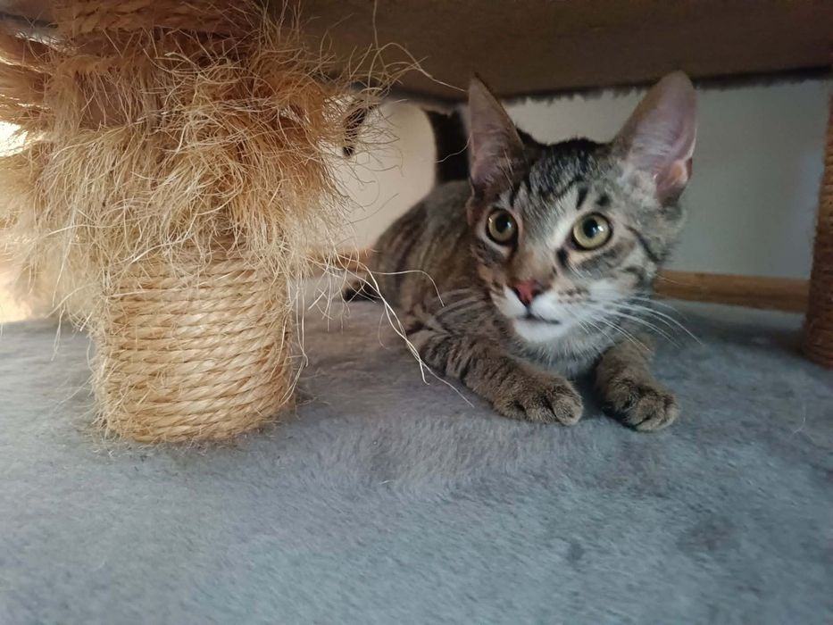 Kocurek Tygrys szuka odpowiedzialnego domu