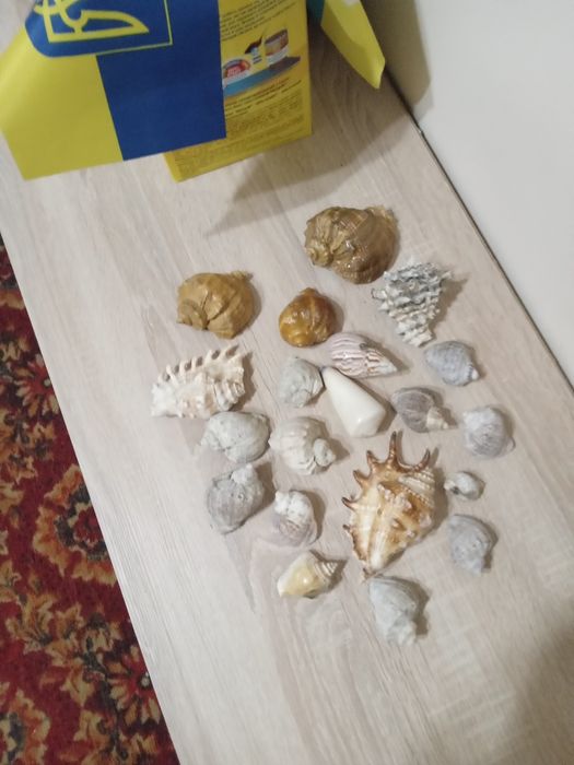 Продам мушлі .Привезені з Криму