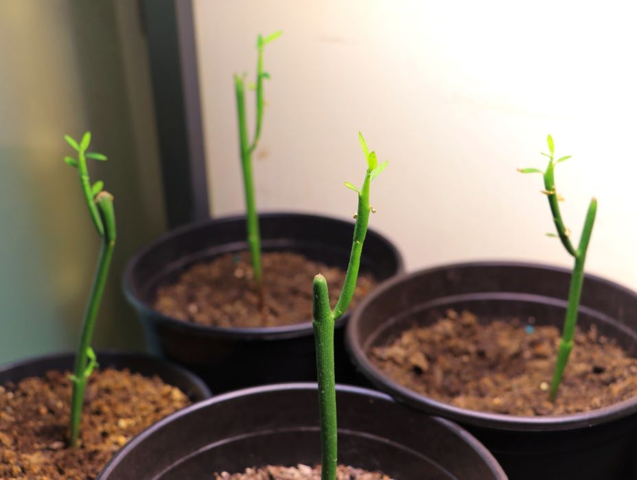 Planta suculenta Euphorbia Tirucalli "Fire sticks" Pencil Cactus