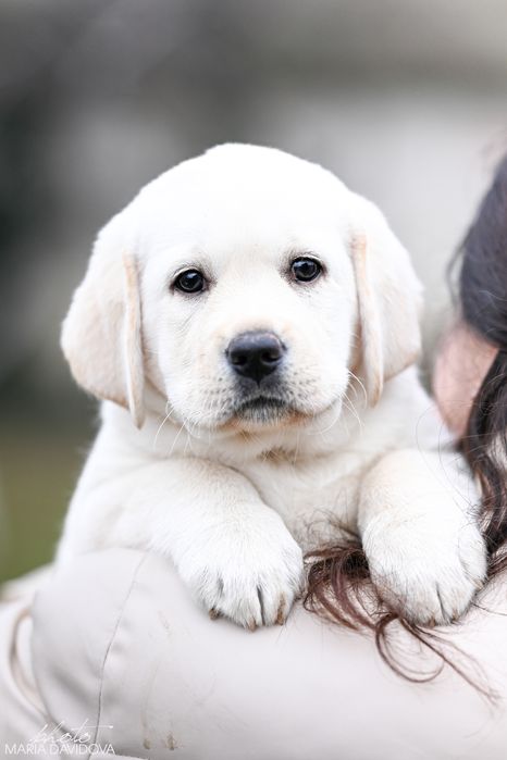 Цуценя лабрадора
