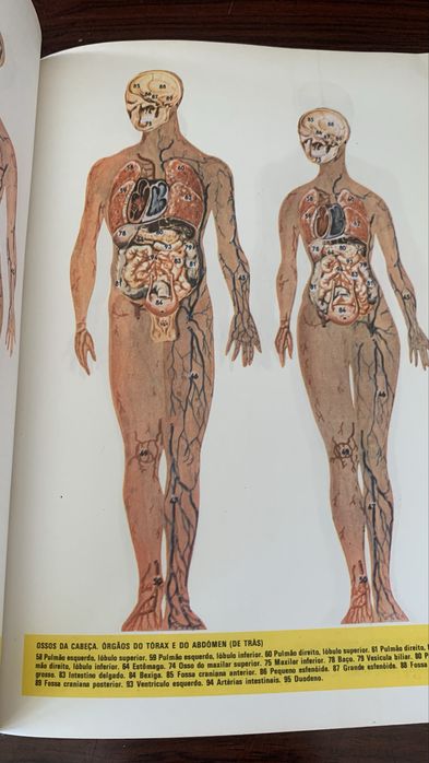 Dicionário Básico e ilustrado