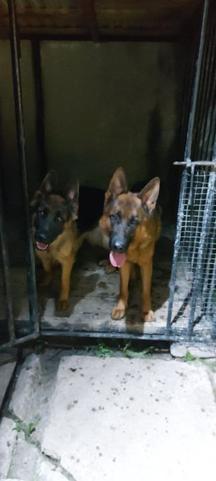 Вязка німецької вівчарки