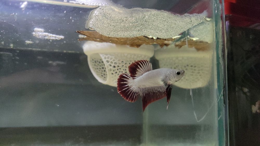 Casal de Betta Red Dragon Plakat Premium à venda os mesmos das fotos