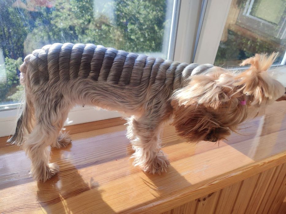 Стрижка йорків , та собак малих порід , грумінг